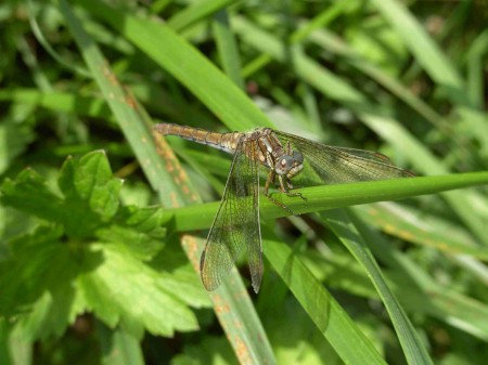 Orthetrum brunneum femelle